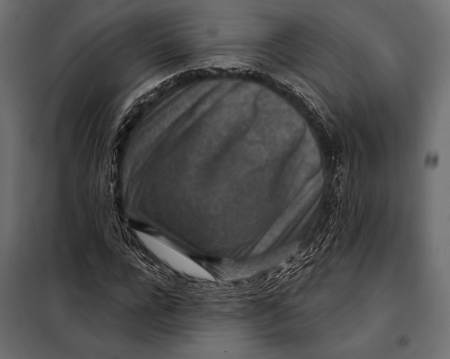 X0000098070920200804251434