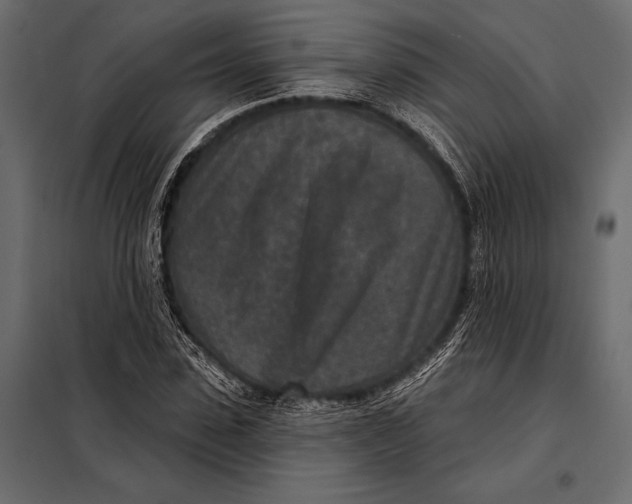 X0000098070923200804251434