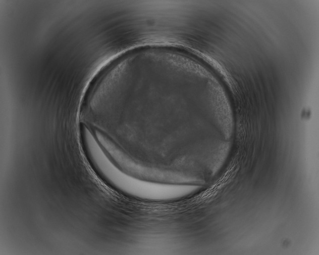 X0000098070935200804251435