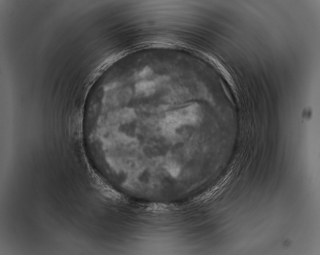 X0000098070938200804251435