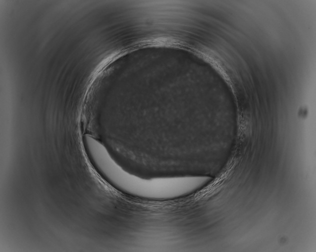 X0000098070946200804251435