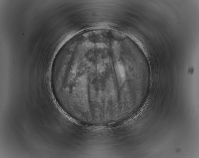 X0000098070949200804251435