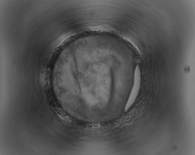 X0000098070968200804251434