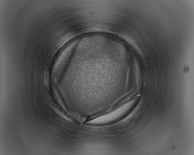 X0000098070969200804251434