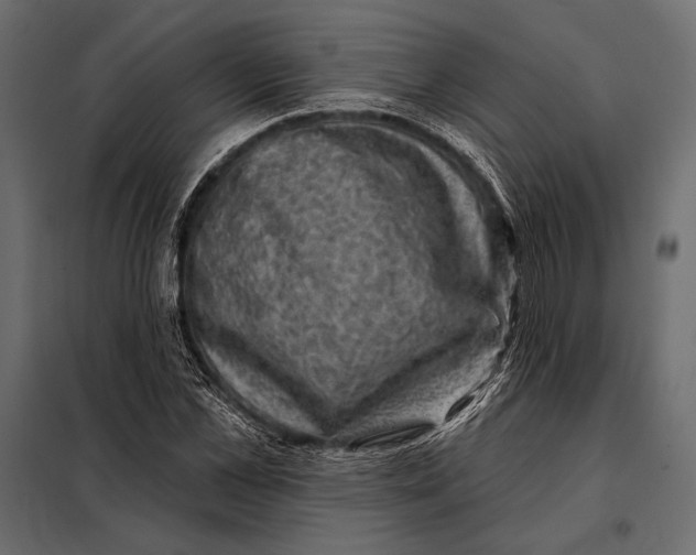 X0000098070973200804251434