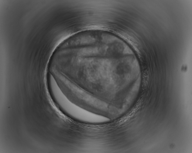 X0000098070991200804251434