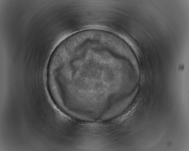 X0000098070999200804251434