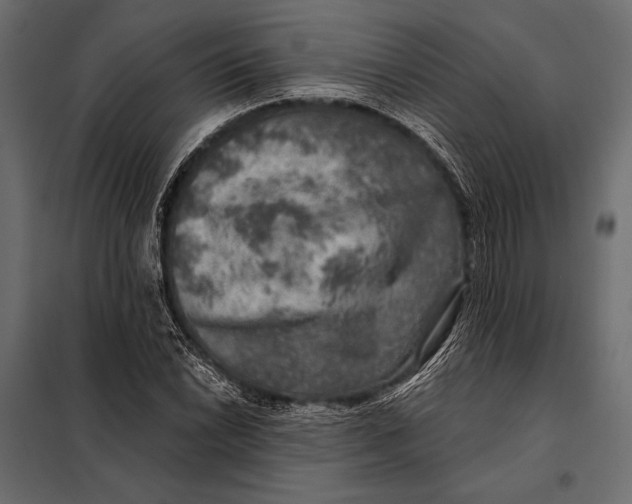 X0000098071022200804251433