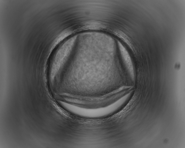 X0000098071026200804251433