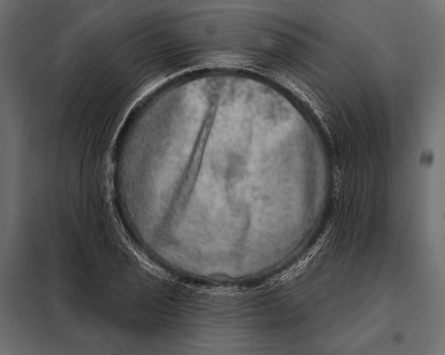 X0000098071029200804251433