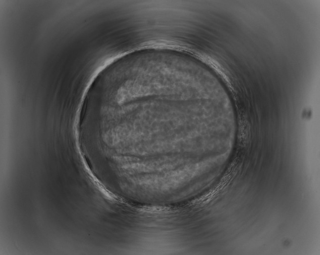 X0000098071040200804251433