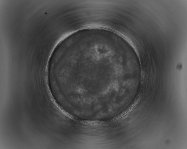 X0000098071045200804251434