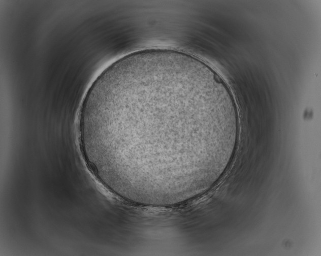 X0000098071056200804251434