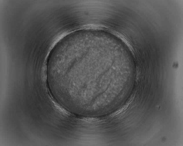 X0000098071075200804251433