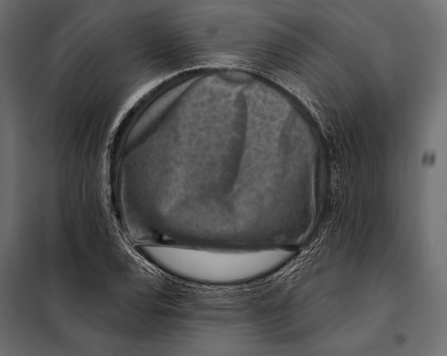 X0000098071120200804251432