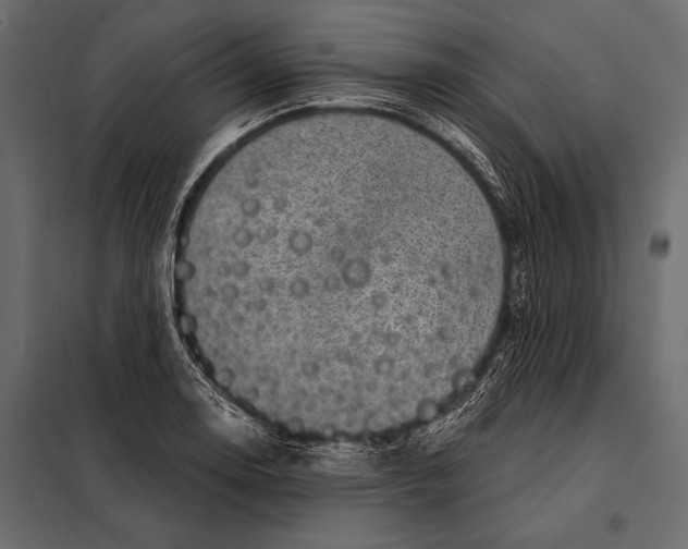 X0000098071130200804251432