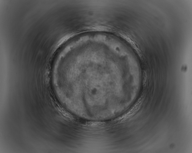 X0000098071163200804251431