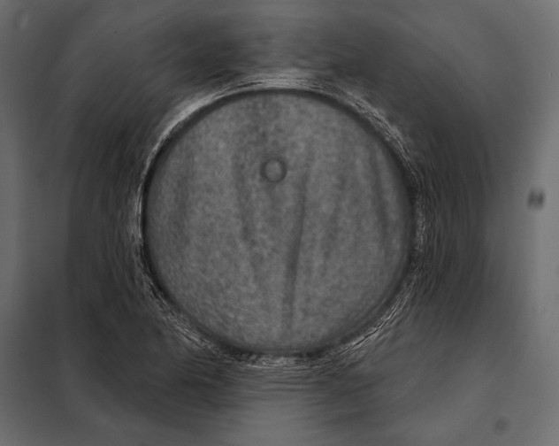 X0000098071174200804251431