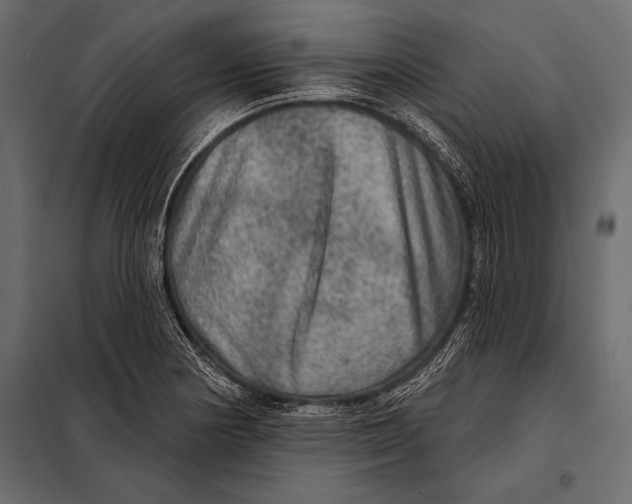 X0000098071178200804251431