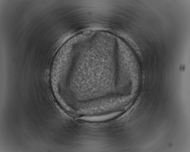 X0000098071185200804251431