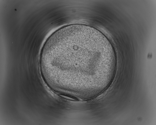 X0000098071200200804251431