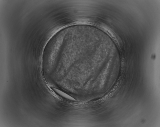 X0000098071236200804251431