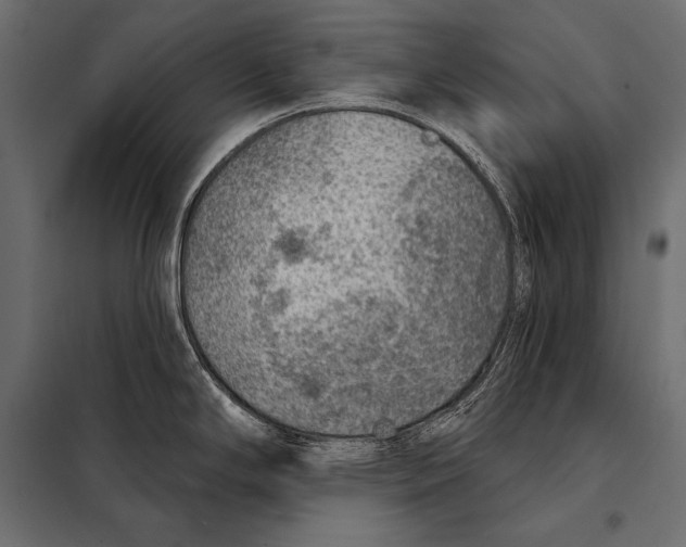 X0000098071294200804251429