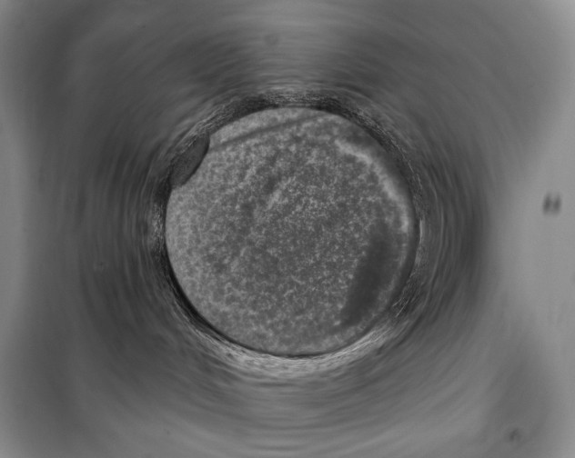 X0000098070048200805021008