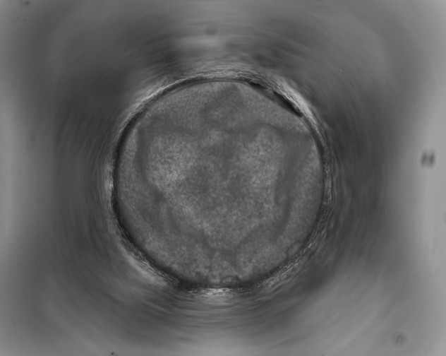 X0000098070059200805021007