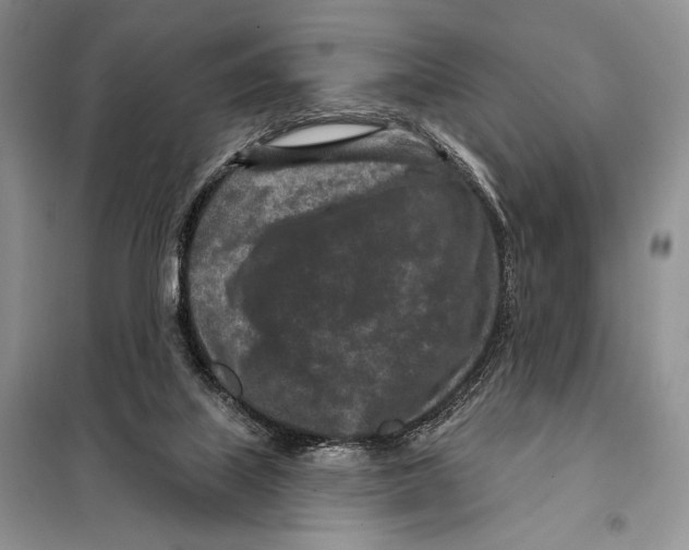 X0000098070067200805021008