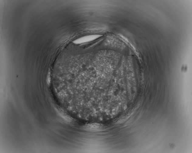 X0000098070069200805021008