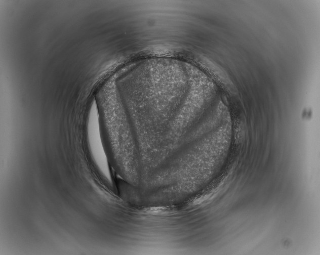 X0000098070072200805021008