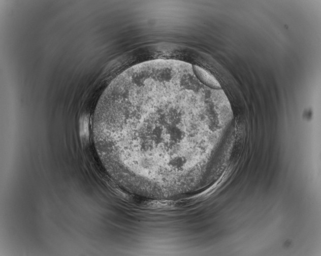 X0000098070094200805021008