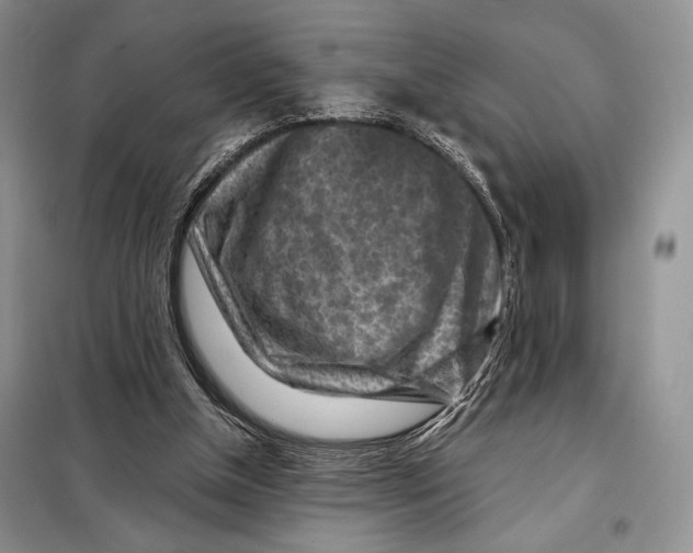 X0000098070154200805021006