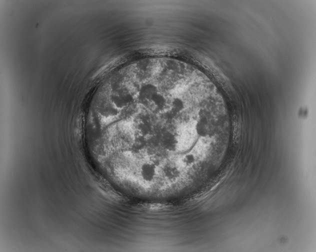 X0000098070165200805021006