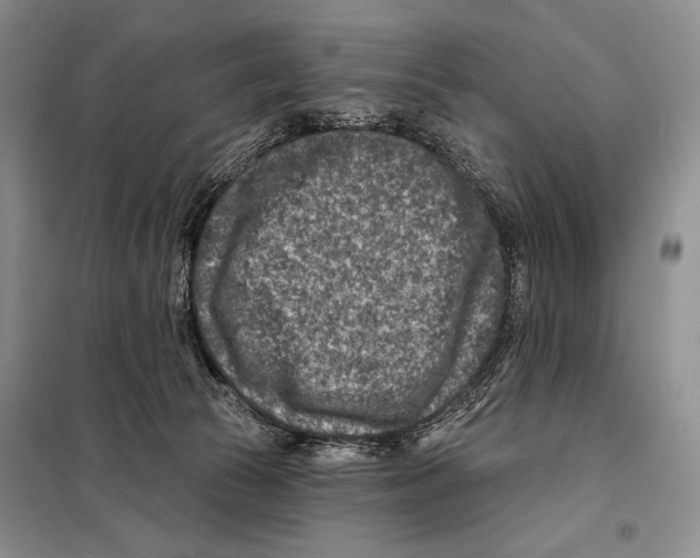 X0000098070177200805021006