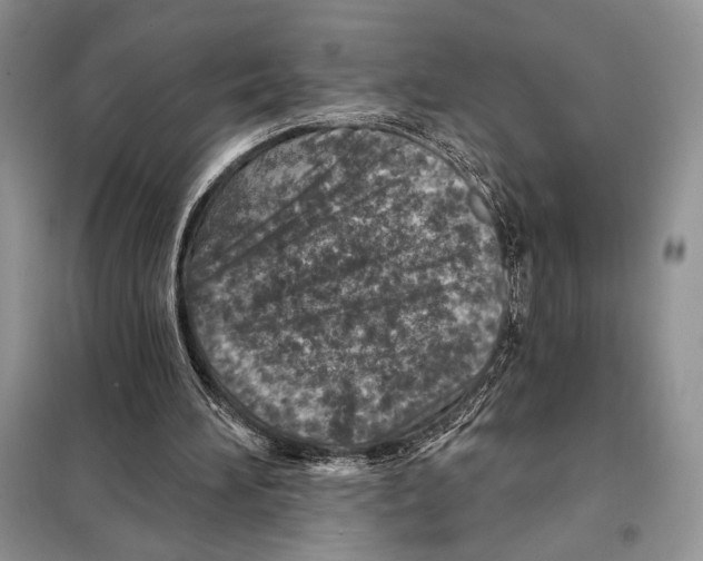 X0000098070196200805021005