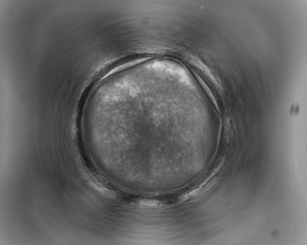 X0000098070203200805021005