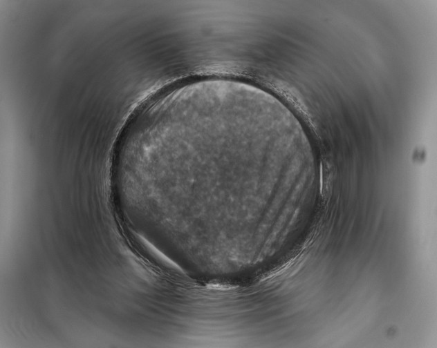 X0000098070204200805021005