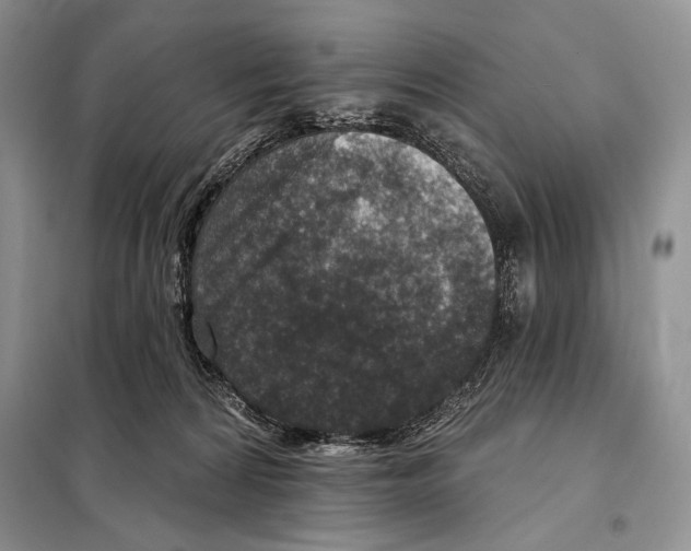 X0000098070224200805021005