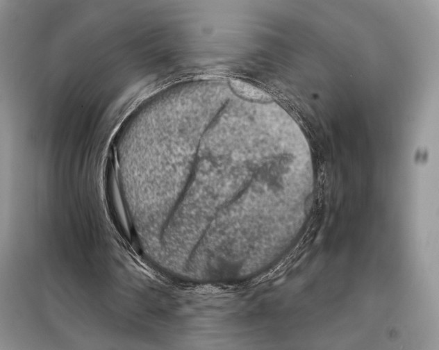 X0000098070290200805021004