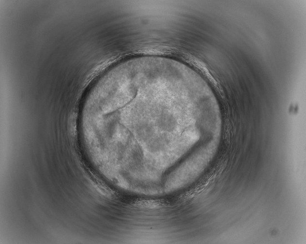 X0000098070299200805021004