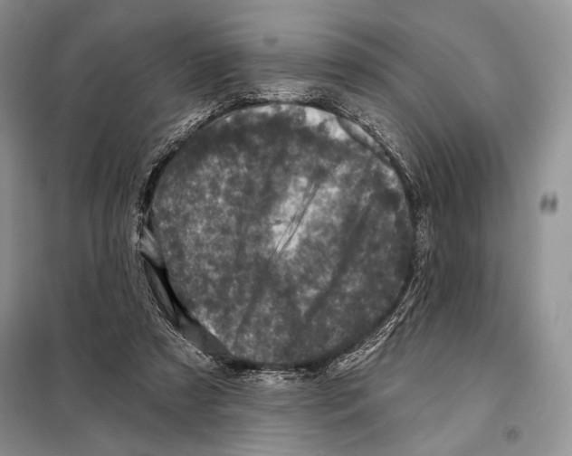 X0000098070305200805021004