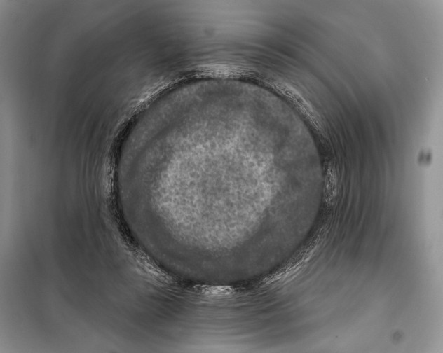 X0000098070355200805021003