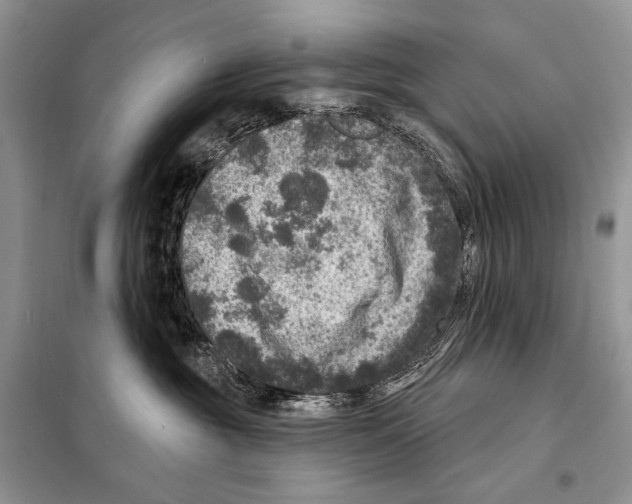 X0000098070381200805021003