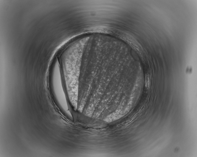 X0000098070388200805021003