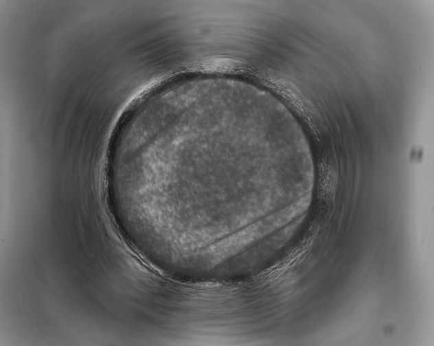 X0000098070392200805021003