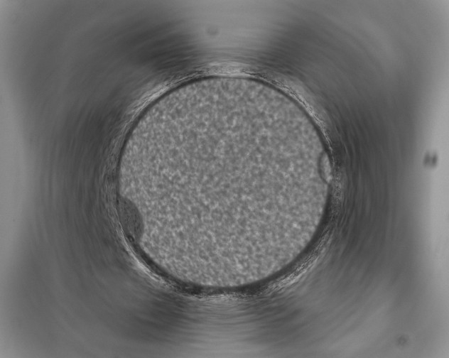 X0000098070433200805021001