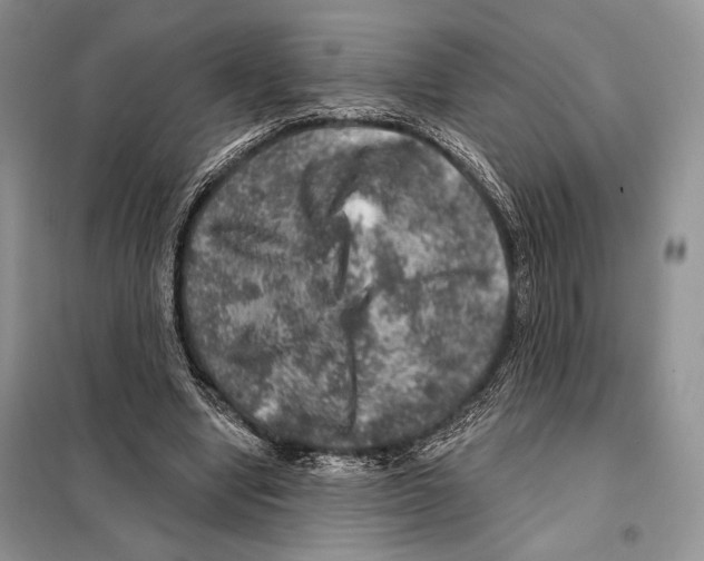 X0000098070442200805021002