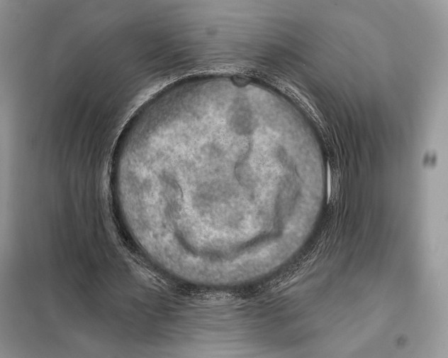 X0000098070483200805021001